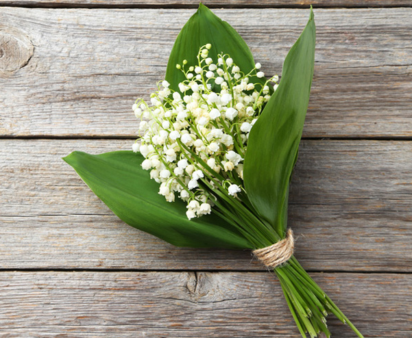 muguet