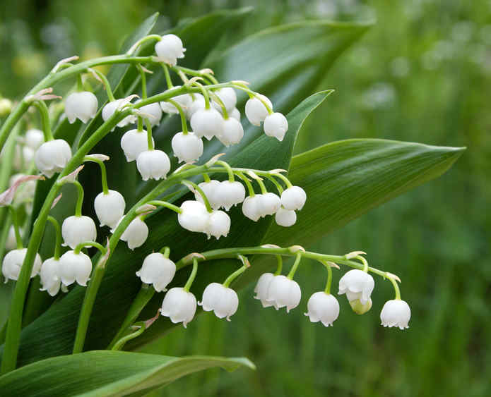 muguet OF